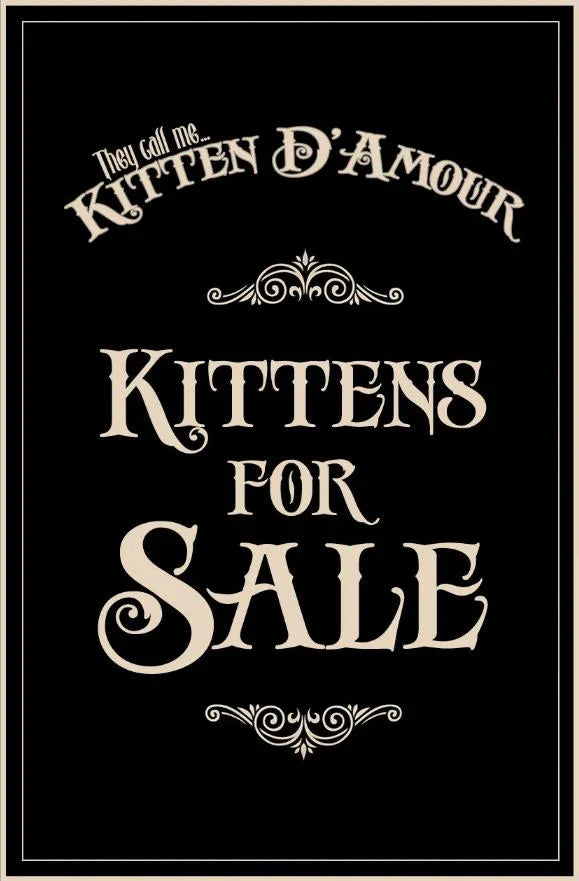 Kittens For Sale